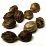 Семена марихуаны АК-47  (Seeds AK-47) в Чекалине